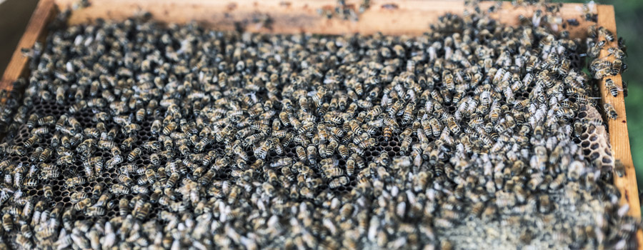 Syndicat des apiculteurs du canton de Lapoutroie
