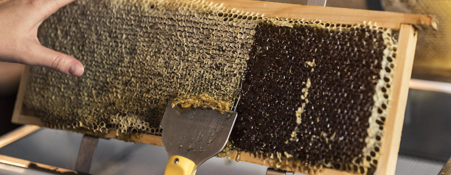 Syndicat des apiculteurs du canton de Lapoutroie